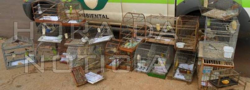 Policia Ambiental solta 26 pássaros silvestres mantidos em cativeiro