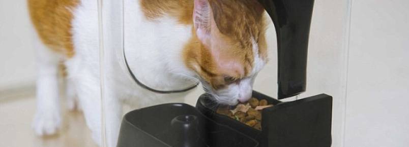 Alimentador inteligente ajudar a monitorar hbitos dos gatos