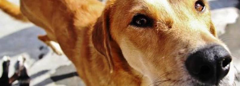 Prefeitura de Florianópolis lança página em rede social para adoção de cães e gatos