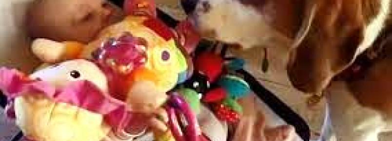 Cachorro "rouba" brinquedo e depois pede desculpas para bebê
