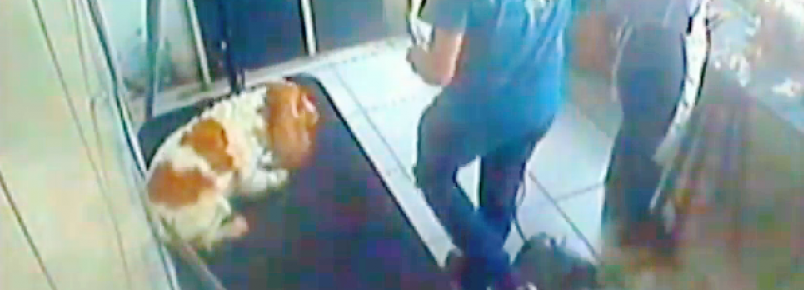 Vítimas de maus-tratos, animais voltam traumatizados após ida a pet shop