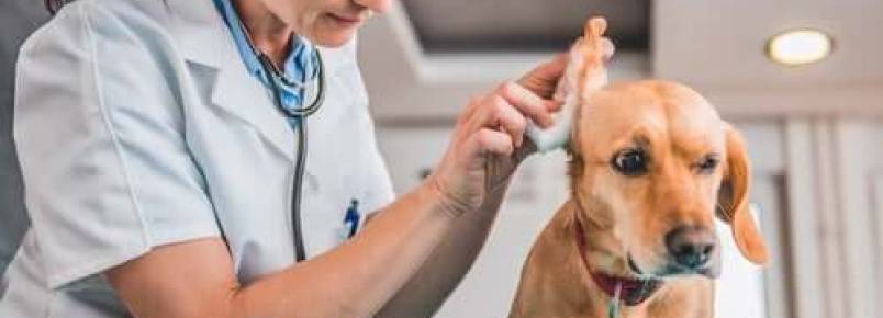 3 sintomas que indicam que o seu cachorro está com uma infecção