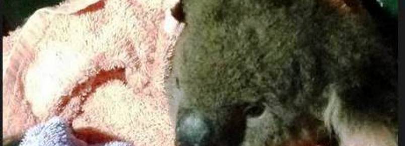 Coala é resgatado de forma surpreendente após ser atropelado e ficar preso numa árvore.
