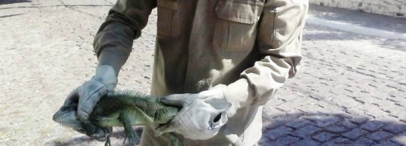Iguana é capturada pelo 3º Grupamento de Bombeiros no centro de Corumbá
