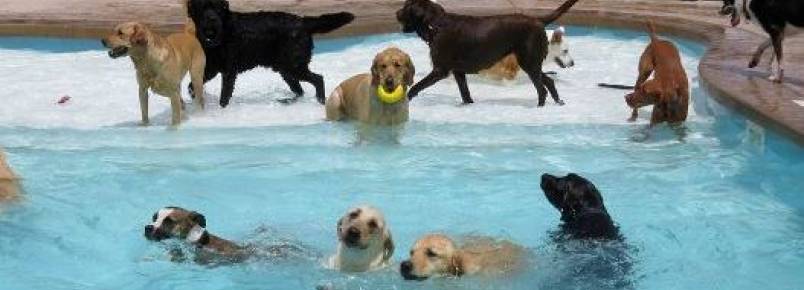 VDEO: Ces brincam e se refrescam em piscina com formato de osso