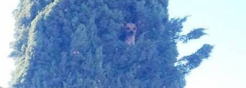 Cachorra sobe em árvore e fica presa a mais de 7 metros de altura 