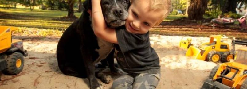 Pit Bull salva criança de morte certa em incrível história