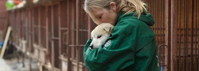 Cães que iriam virar comida são resgatados na Coréia do Sul