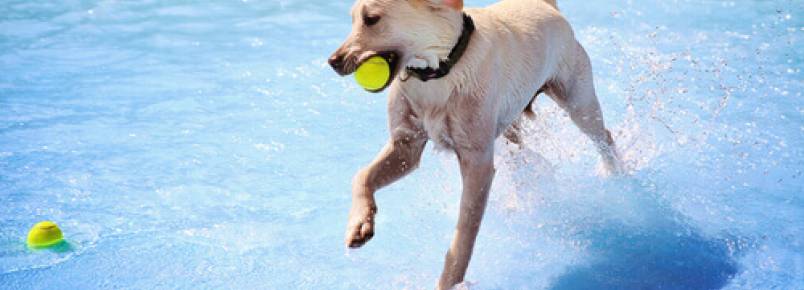 Inaugurada a primeira piscina para cães em Madrid