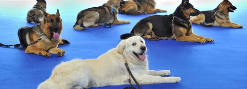 Animais de estimao como terapia para presidirios