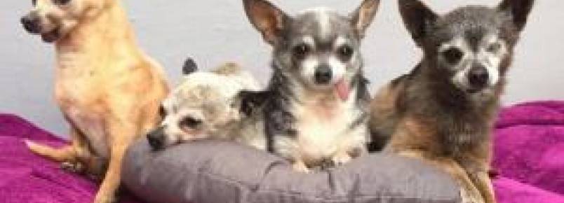 Mulher adota Chihuahuas idosos pra lhes dar o tratamento e amor que eles merecem