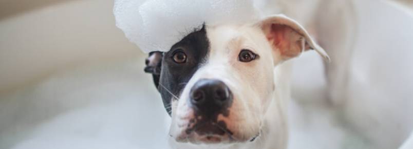 Como escolher o xampu mais adequado para meu cão