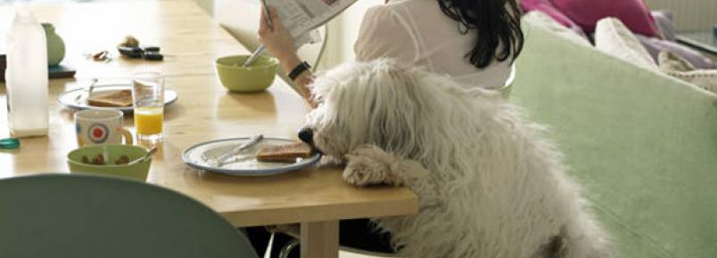3 coisas interessantes que os cães podem perceber sobre os humanos
