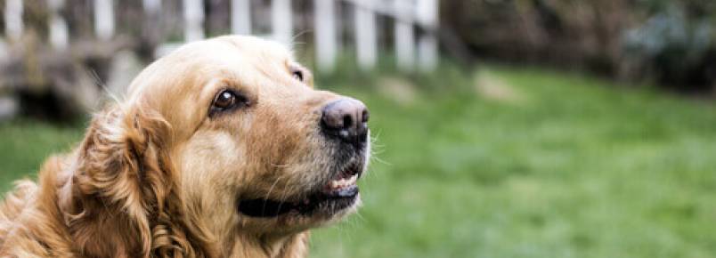 Principais cuidados exigidos por um cão idoso
