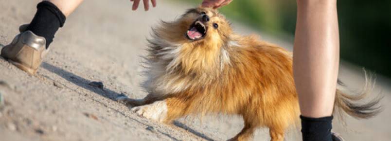 O que fazer se um cão te atacar?
