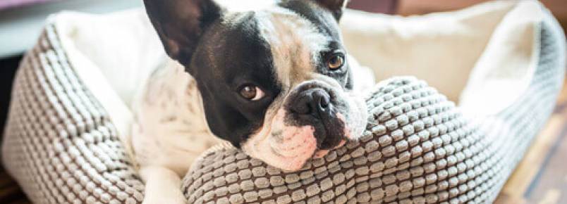 Como escolher a melhor cama para o seu cachorro