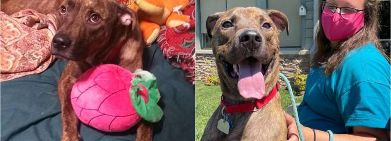 Cachorro recebe comemoração ao ser adotado após passar 260 dias em abrigo; vídeo