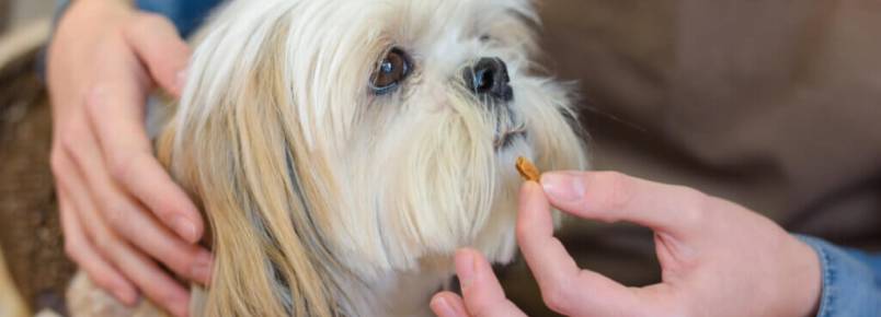 Acepromazina em cães: usos e efeitos colaterais
