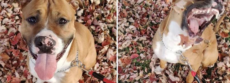 Sessão de fotos com cãozinho brincando com folhas sai melhor que o esperado; confira