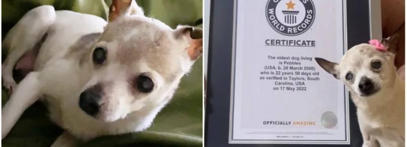 Cadelinha faz 22 anos e conquista título de mais velha do mundo pelo Guinness