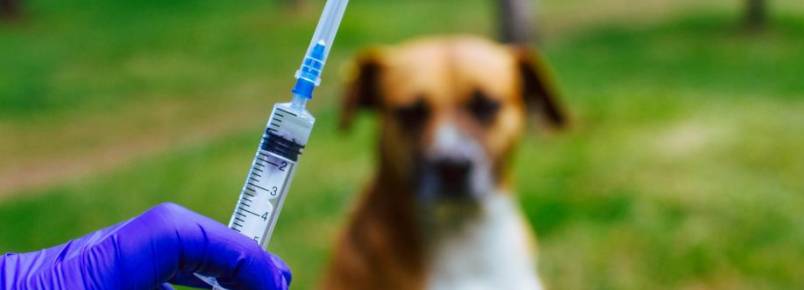 Vacinação antirrábica para cães e gatos