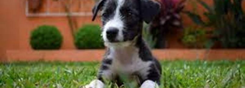 Leishmaniose Visceral Canina: O que , preveno e controle