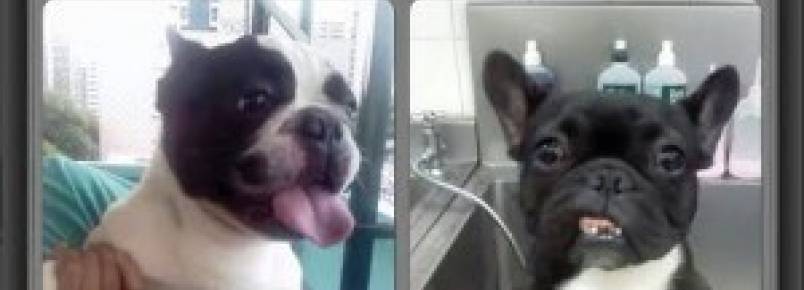 Cachorros foram sequestrados em Bragança Paulista