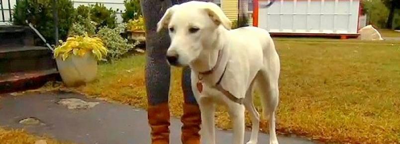 Cachorra salva sua tutora durante tentativa de estupro