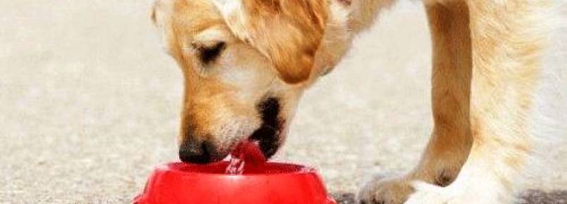 Tempo seco também afeta saúde de cães e gatos; saiba como proteger seu amigo