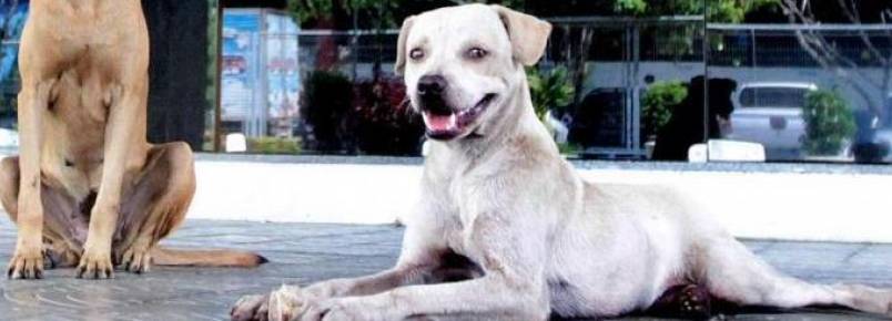Projeto sobre fundo para defender animais deve ir a plenário esta semana