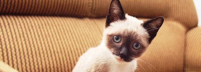 Gatos: mau hlito pode indicar problemas de sade mais graves