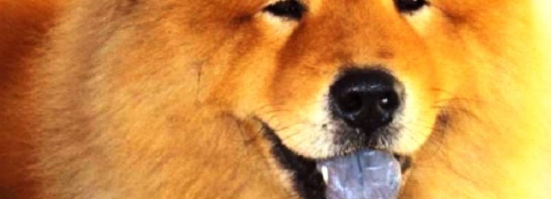 Afinal, por que o Chow Chow tem a língua azul?