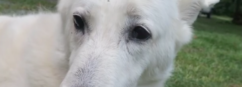 Cachorra adota filhote de gambá órfão