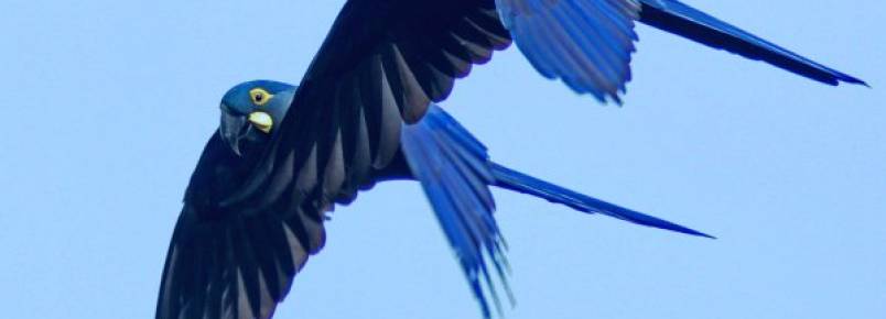 População de arara-azul triplica em três décadas no Pantanal