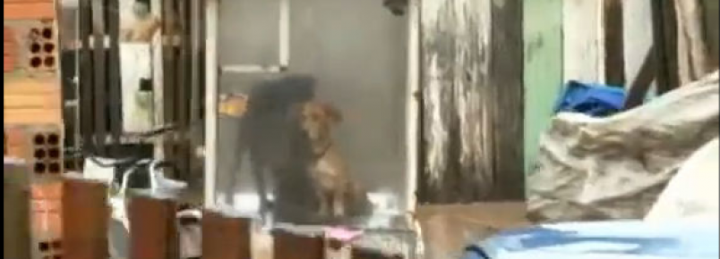 Famílias conseguem salvar animais