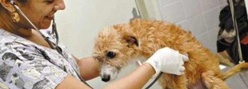 Veterinários pedem ampliação de expediente na Codevida