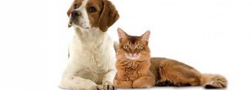 Dia D para vacinação de cães e gatos acontece neste sábado em Jaboatão