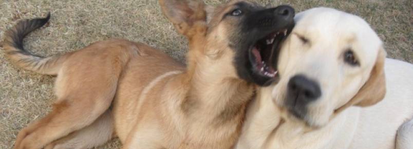 Cachorro da raça labrador está perdido em Cassilândia (MS)