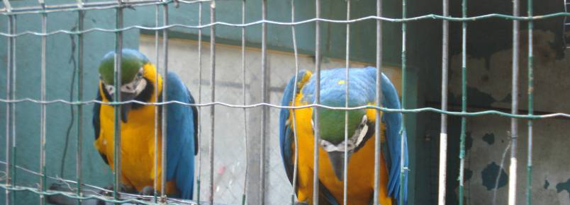 Aves com suspeitas de maus-tratos e so apreendidas em Guarapari
