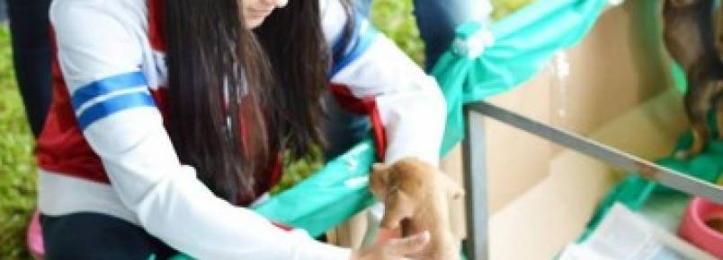 Associações promovem eventos em proteção aos animais