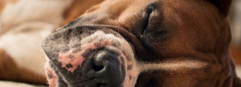 Seu cão dorme bem?