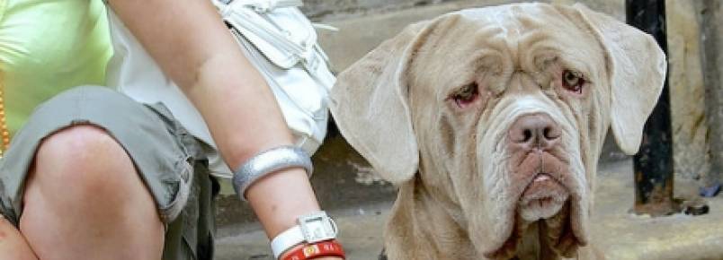 Invenção dá independência a cães cegos
