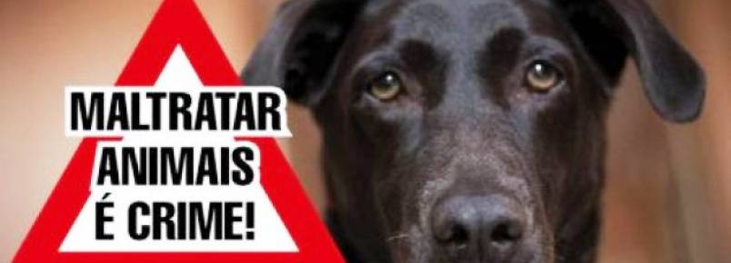 Protetores de animais denunciam maus-tratos contra ces em Belo Horizonte