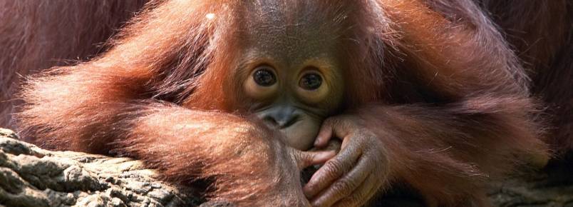 Orangotango resgatado aps passar seis meses preso numa cozinha