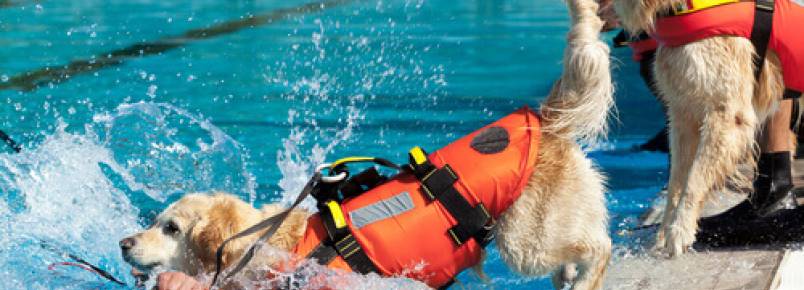 Cães de resgate aquático, a última novidade