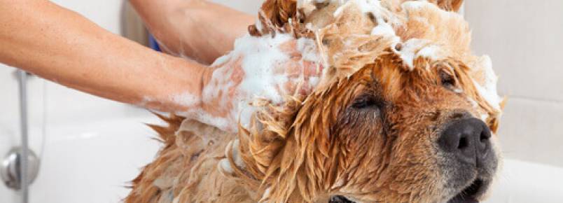 Podemos usar os produtos de higiene dos humanos nos pets?