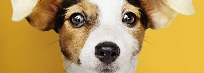 Cachorro surdo: Como saber?