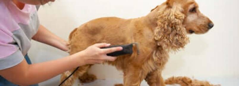 7 dicas de como se tornar um tosador