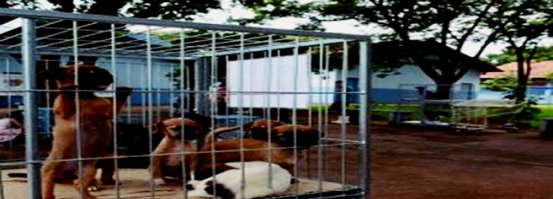 Prefeito quer instalar UPA para cães e gatos em 2020