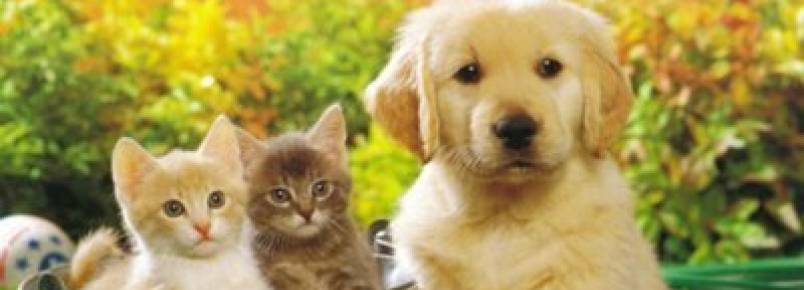 Município gaúcho aprova lei de proteção animal para atender TAC do MP